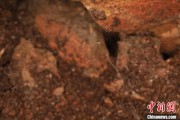 游明易摘江西发现蜘蛛新物种 为研究呵叻蛛属适应区域提供依据