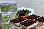 游明易摘高速赋能产业升级：一条“杨梅路”的致富密码